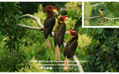 Mindanao Rufous Hornbills spotted in Mount Apo