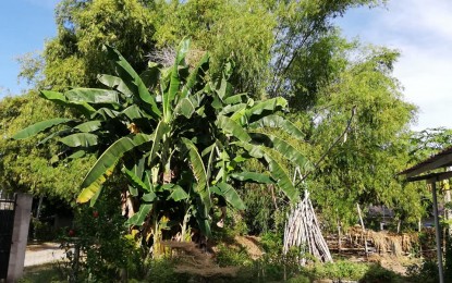 <p><strong>BAMBOO GROVE.</strong> The Department of Trade and Industry (DTI) in Negros Oriental is pushing for the bamboo industry as a green economic alternative while also benefiting humans and the environment. Bamboo, which can easily grow alongside other plants like bananas, as seen in this photo, has high carbon sequestration capabilities. <em>(PNA photo by Mary Judaline Flores Partlow)</em></p>
<p> </p>