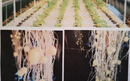 Better potato yield with locally produced, clean seedlings