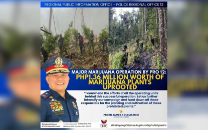 P1.3-M marijuana plants uprooted at Davao-SoCot-Kudarat borders