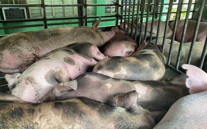 <p><strong>INTERCEPTED HOGS.</strong> The Department of Agriculture-Bureau of Animal Industry condemns 70 African swine fever (ASF)-positive hogs on Sept. 27, 2024 after its seizure along Mindanao Avenue in Quezon City. Camarines Sur Representative Luis Raymund Villafuerte Jr. on Wednesday (Oct. 2) backed a proposal to provide free ASF vaccine shots to the hogs of backyard raisers. <em>(Photo courtesy of DA)</em></p>