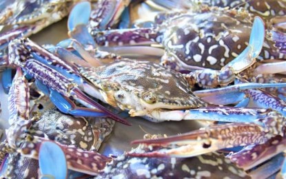 <p><strong>BLUE CRABS.</strong> Blue swimming crabs displayed during the launch of the Adopt-a-Village Project in Barangay Tortosa, Manapla, in Negros Occidental on Sept. 27, 2024. The initiative, under a public-private-community partnership, aims to ensure the sustainability of crab resources and increase community engagement in the conservation and protection of the commodity. <em>(Photo courtesy of PIO Negros Occidental)</em></p>