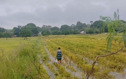 <p><strong>CROP DAMAGE.</strong> A farmer checks his crop during the onslaught of Typhoon Julian in Malasiqui town, Pangasinan on Monday (Sept. 30, 2024). The Department of Agriculture assured that there will be no sudden spikes in the retail price of rice despite the possible impact of Julian in some parts of the country. <em>(PNA photo by Hilda Austria)</em></p>