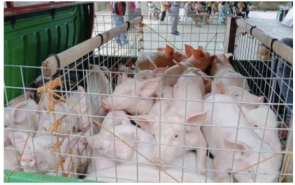 <p><strong>UPGRADING.</strong> Three local government units in Negros Oriental are transitioning to the pink zone category after recording zero African Swine Fever (ASF) cases in recent weeks. This means these towns can now sell their live hogs outside their coverage areas, provided they comply with requirements, the Provincial Veterinary Office said on Wednesday (Oct. 2, 2024). <em>(PNA file photo)</em></p>