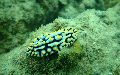 <p><strong>PROTECTED AREA.</strong> A marine species photographed during the biodiversity assessment of the Lapus Lapus-Macapagao Local Conservation Area in Sagay City, Negros Occidental, conducted on the last week of September 2024. The results of the assessment will be presented to the community in the coming months. <em>(Photo courtesy of Bulanon Lapus Lapus-Macapagao LCA Assessment Team)</em></p>