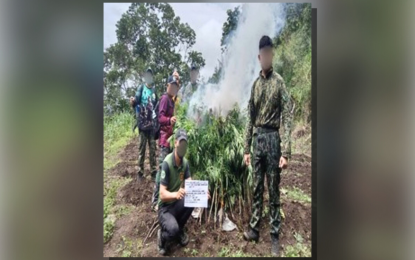 <div dir="auto"><strong>ERADICATION</strong>. Authorities burn uprooted marijuana plants and seedlings in Sugpon, Ilocos Sur in this undated photo. Ilocos Police Regional Office seized PHP32.1 million worth of illegal drugs in September this year. <em>(Photo courtesy of PRO-1)</em></div>