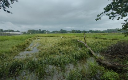 <p><strong>DAMAGED</strong>. A portion of a rice field in Malasiqui town, Pangasinan during the onslaught of Typhoon Julian on Wednesday (Oct. 2, 2024). The typhoon left Pangasinan with an initial PHP3.7 million in damage to agriculture. <em>(PNA photo by Hilda Austria)</em></p>