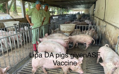 <p><strong>EXPANDED VACCINATION.</strong> Agriculture Assistant Secretary for Swine and Poultry Constante Palabrica (left) leads the government-controlled vaccination against African swine fever at the International Training Center on Pig Husbandry in Lipa City, Batangas on Saturday (Oct. 5, 2024). Palabrica said Monday (Oct. 7) they aim to eventually achieve 80 to 90 percent herd immunity in Batangas province. <em>(Photo courtesy of Asec. Constante Palabrica)</em></p>