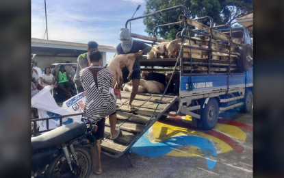 <p><strong>ROAD TO RECOVERY. </strong>The Department of Agriculture starts the dispersal of piglets for sentinelling in the municipality of Oton in Iloilo on Oct. 4, 2024. Iloilo Provincial Veterinarian IV Wendy Degillo, in an interview on Tuesday (Oct. 5), said the swine dispersal started in five barangays in Oton. <em>(Photo courtesy of Wendy Degillo)</em></p>