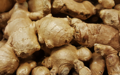 <p><strong>GINGER IMPORTS.</strong> The prevailing market price of ginger in Metro Manila ranges from PHP140/kg to PHP300/kg as of Oct. 8, 2024. Department of Agriculture (DA) Assistant Secretary Arnel de Mesa on Wednesday (Oct. 9) said ginger imports from China, Vietnam and Indonesia will help tame the rising retail prices in the market. <em>(File photo)</em></p>