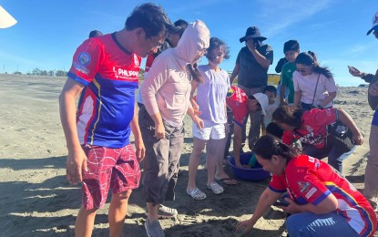 <p><strong>BACK TO THE WILD</strong>. Officials and residents of Curimao, Ilocos Norte release at least 35 pawikan (sea turtle) hatchlings to their natural habitat on Wednesday (Jan. 29, 2025) in Barangay Paguludan. The municipal government of Currimao established a guarded hatchery in 2024 to ensure the protection of marine sea turtles. <em>(Photo courtesy of Erickson Biag)</em></p>