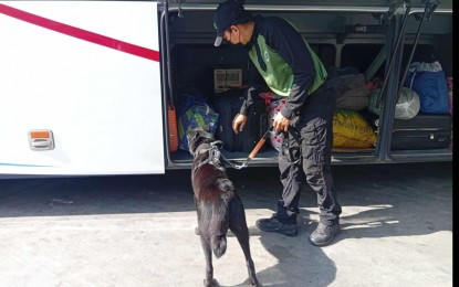 <p><strong>SWEEPING OPERATION</strong>. A canine and his handler check the baggage compartment of an inter-regional bus at the Governor Pack Road bus terminal on Wednesday (April 16, 2025). The Philippine Drug Enforcement Agency and the Department of Transportation conducted joint surprise drug testings on at least 150 drivers and conductors at the six major bus and van terminals in Baguio City to ensure the safety of the passengers traveling to different places in time for the observance of Holy Week. <em>(Photo courtesy of Genzel Depayso)</em></p>