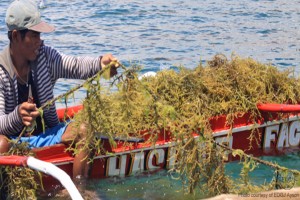 Sustainability mapping sought for Palawan seaweed industry