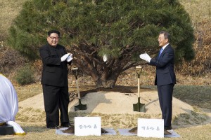 South and North Korean leaders plant pine tree symbolizing peace 