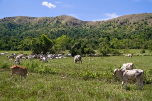 DAR to consult stakeholders on Yulo King Ranch land distribution