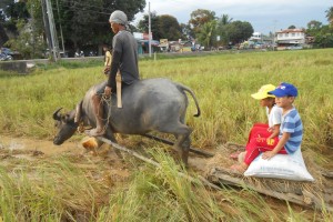 DA names Sibugay top rice producing province