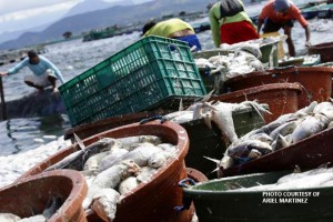Anda, Bolinao suffer P107-M fish kill losses