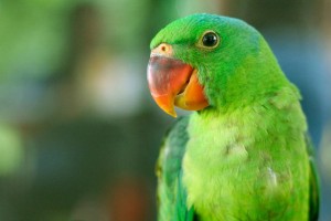Juvenile mynahs, blue-naped parrots seized in Palawan