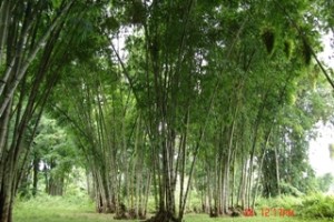 Bamboo to help boost climate change mitigation in PH
