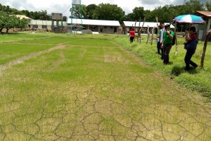 Rice demo farm put up to promote climate-resilient technologies