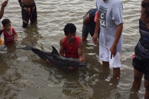 Blast fishing kills baby dolphin in Leyte