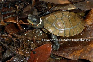 Single hatchling brings hope to ‘Palawan forest turtle’ conservation
