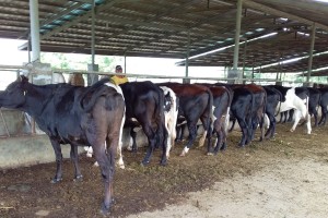 Negros First Ranch supplies dairy cattle to NDA