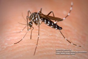 DOH urges public anew to observe anti-dengue measures