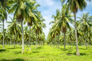 Coco farmers to undergo natural vinegar production training