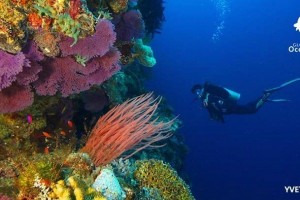 DOT hails Lonely Planet mention of 3 top PH dive sites