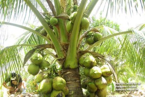 Solon calls for revitalization of coconut industry  