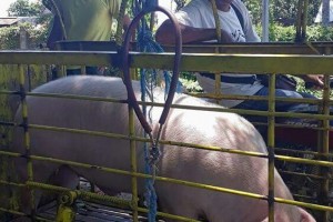 Negros Occidental distributes more than 10,500 farm animals  