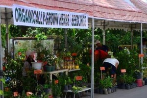 Top Negrense farmer seeks longer validity of organic certification