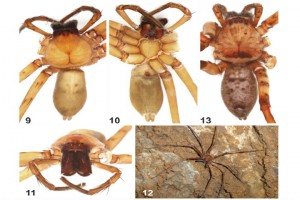 New spider species found in Puerto Princesa Underground River