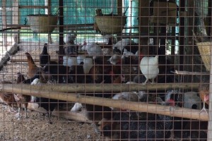  NegOcc sets up free-range chicken multiplier farm in Bago City