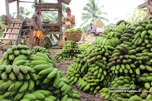 50 farmers to benefit from banana flour facility in Iligan City