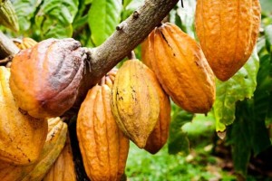 DOST invites industries to adopt cacao processing technology 