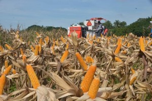 DA to probe high prices of GMO corn