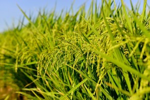 Rice tarrification bill enhances local farmers’ competitiveness
