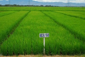 Negros Occidental adopts new rice production tack