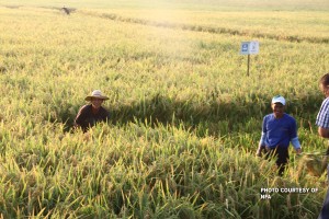 PCIC spends close to P5-B for farmers' crop insurance in 2018