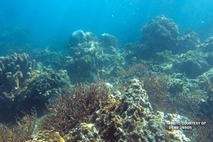 Regional cooperation key to protecting Coral Triangle -- Cimatu