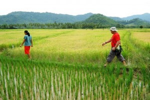 Gov’t to help rice farmers as palay prices fall to P7 per kilo