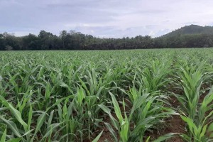 DA targets 100K hectares for sorghum production in 2019