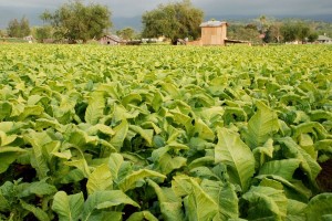 Tobacco farmers appeal for relief from excise tax hikes