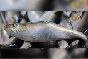Temporary fishing ban in Taal Lake pushed 