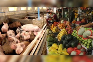 Singapore inspectors visit local hog, poultry, fruit farms
