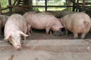 NEDA downplays inflation impact of African swine fever situation