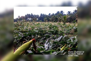 DA records P1.33-B agri damage due to El Niño
