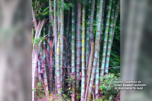 19K hectares of land eyed for bamboo plantation